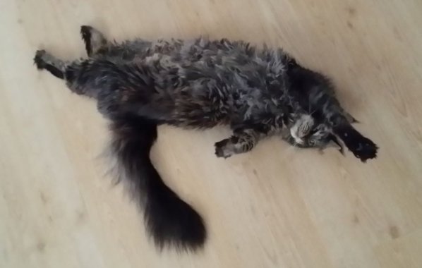cat2.JPG