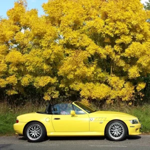 Yellow Peril